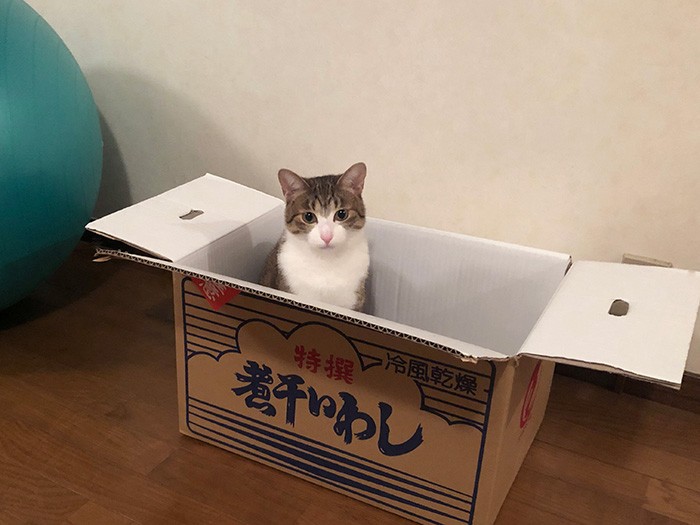 煮干しの残り香