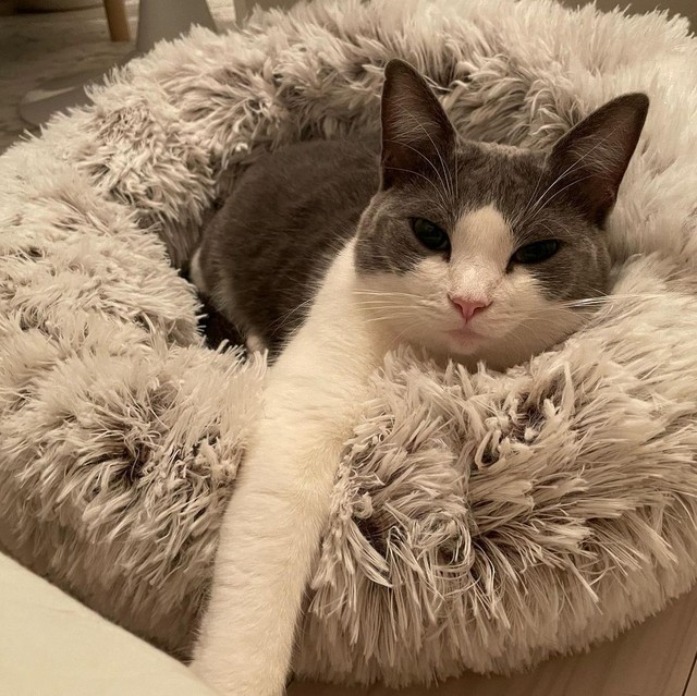 もふもふしていて気持ちいいにゃ