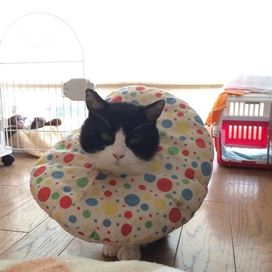 坂本さんの元で人なれ訓練中、おなかの毛をなめて大きなはげを作ったので、なめ壊し防止のために付けたアンリッカラー。シノビちゃんの仏頂面とポップな模様がアンバランスで可愛い（坂本さん提供）