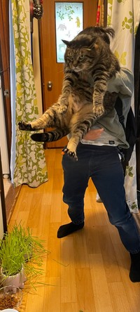 実は、2024年3月16日、竜親分は15歳で旅立った猫さん（飼い主さん提供）