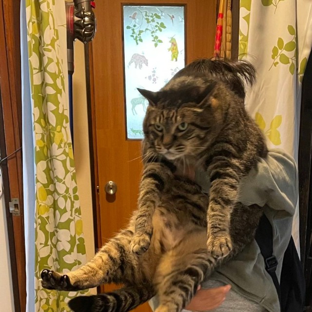 実は、2024年3月16日、竜親分は15歳で旅立った猫さん（飼い主さん提供）