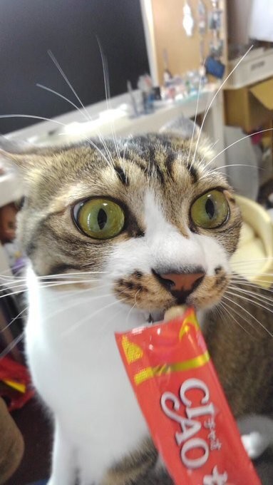 真剣な表情でおやつを食べるごまくん（画像提供：もへいさん）