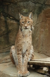 シベリアオオヤマネコ 2023.6