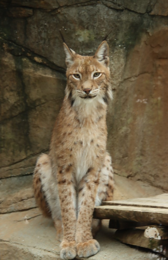 シベリアオオヤマネコ 2023.6