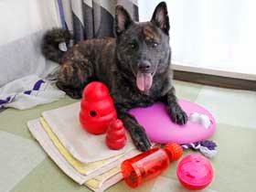 犬が頭を使って夢中になる「知育トイ」もっと活用しよう！　愛犬の脳トレにもオススメ　