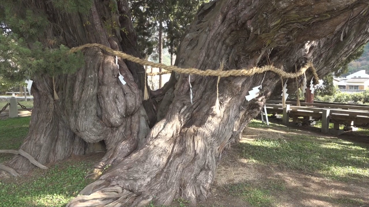 樹齢1600年以上 シンパクの大樹に「しめ縄」の飾りつけ 香川・小豆島