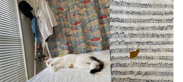 Mayaさんが飼っている猫さんは2歳に。商売道具にイタズラされてしまいましたが、ちょっとだけ！（MayaさんのTwitterより）