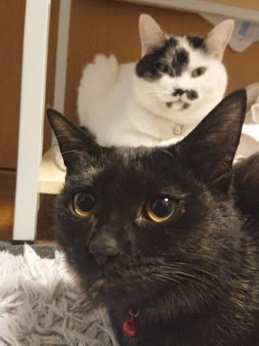 「先住のこまちをたてないとね」（信吾さん提供）