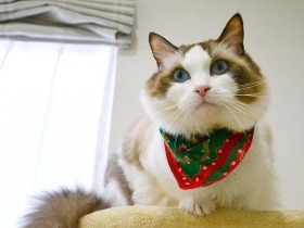 猫のおやつのパッケージモデルに選ばれたことは、一生の思い出！ ラグドール「レオ」