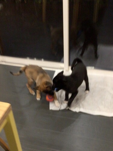 戯れる姿をほほえましく見ていた