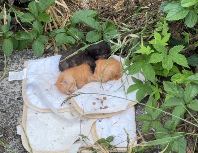 草むらで見つかった生後3週間ほどの子猫2匹（れんげさん提供）