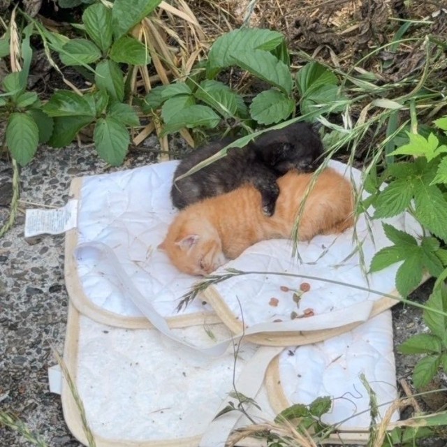 草むらで見つかった生後3週間ほどの子猫2匹（れんげさん提供）