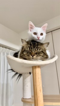 どうにでもして＝めるちょとまおまおさん（@meltube_cat）提供