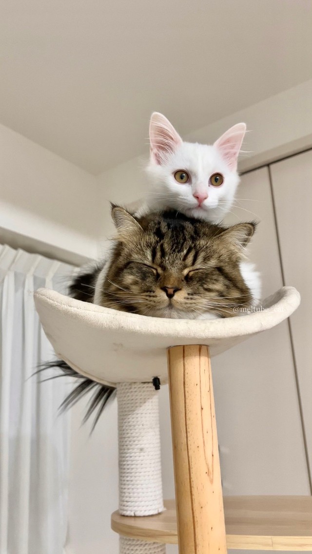 どうにでもして＝めるちょとまおまおさん（@meltube_cat）提供