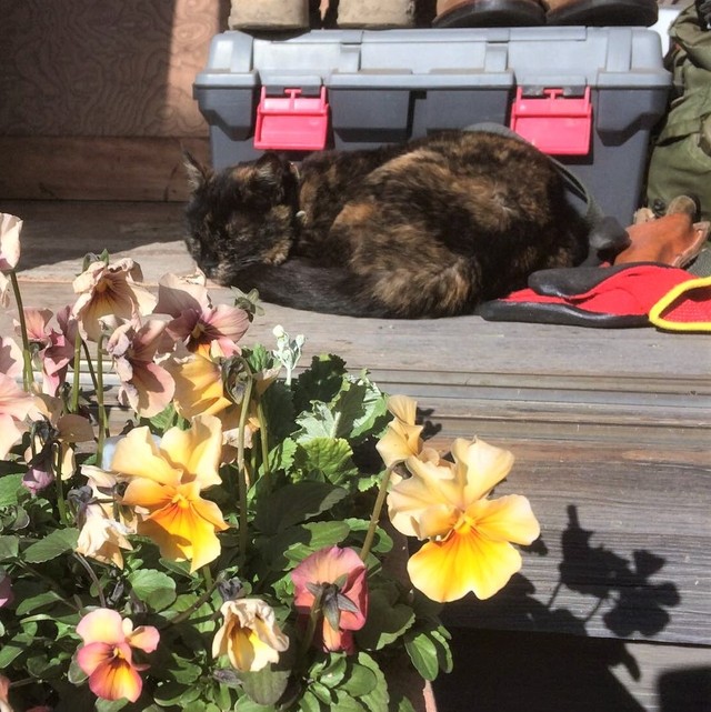 お庭で日向ぼっこをするマダラちゃん