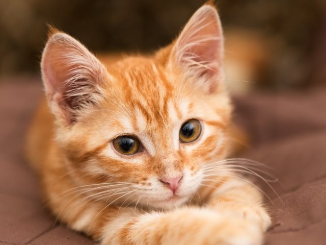 猫の性格は毛柄で決まる？ 大学で調査 飼い主との相性も  犬・猫との 