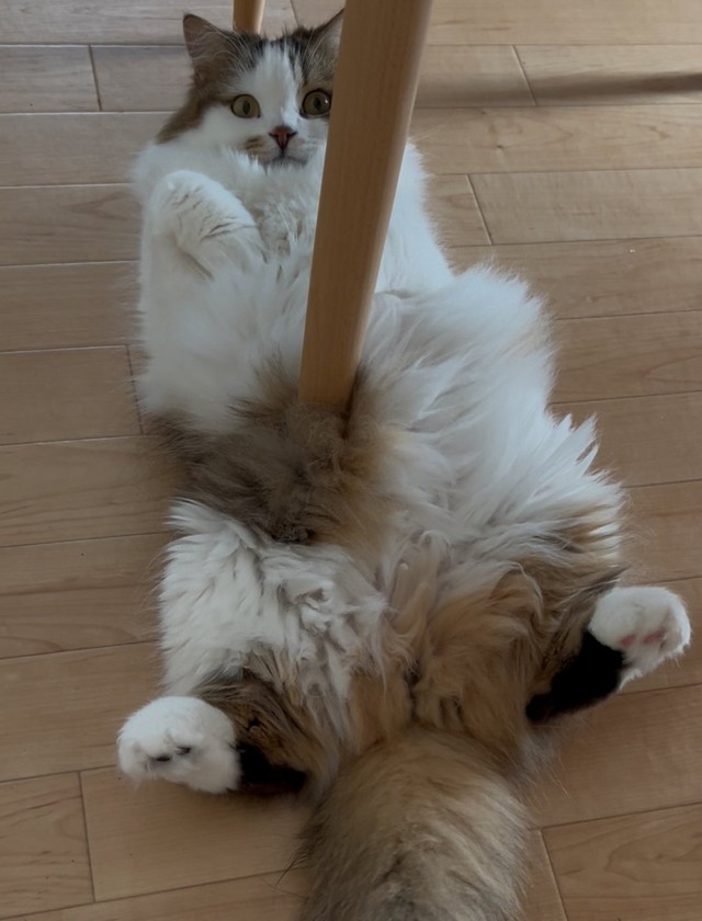 こむぎちゃんも驚きを隠せないご様子…（提供：✳︎なごみ処✳︎あずきち&こむぎさん）