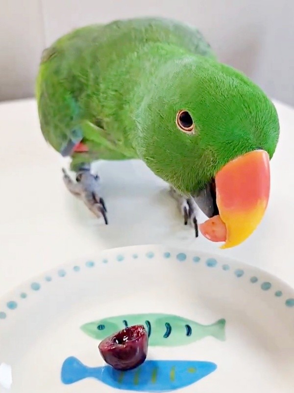 1つ目、国産のさくらんぼを口にするオオハナさん（画像提供：ゴンさん）