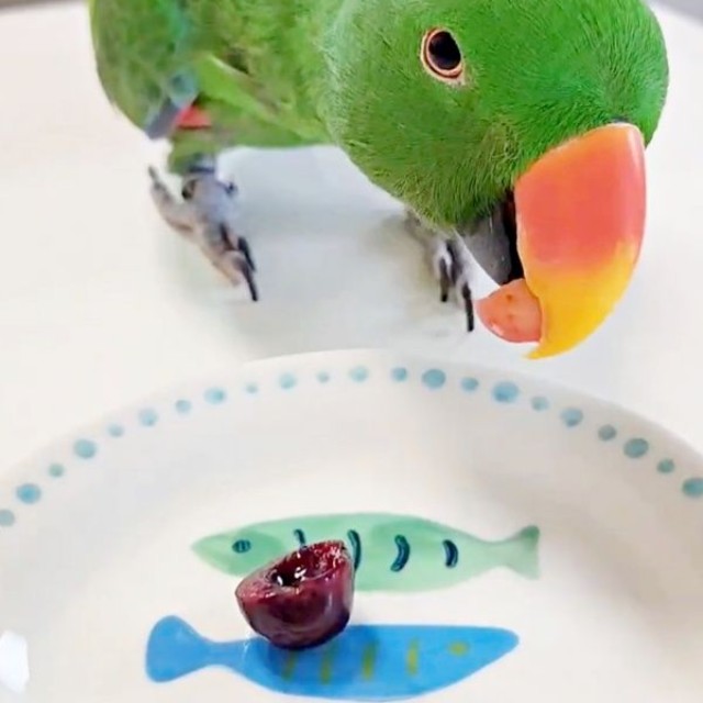 1つ目、国産のさくらんぼを口にするオオハナさん（画像提供：ゴンさん）