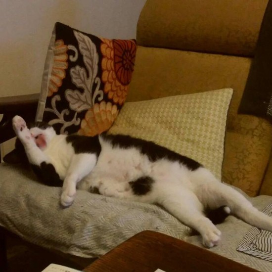 ソファでいい感じにくつろぐシノビちゃん。「僕、日曜日のおとうさんみたい？」シノビちゃんは普段は静かだけど、遠くからにゃーと鳴くこともあるのだとか（高橋さん提供）