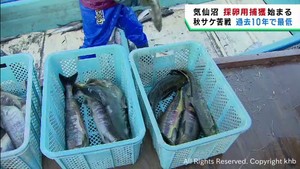 採卵目的の秋サケ捕獲開始　過去１０年で最少の水揚げ　宮城・気仙沼市