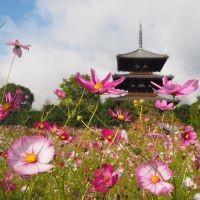 法隆寺三重塔を背景にした満開のコスモス畑