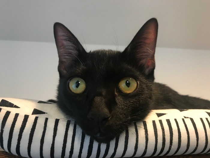 甘えたいのに控えめな性格のゴメズ