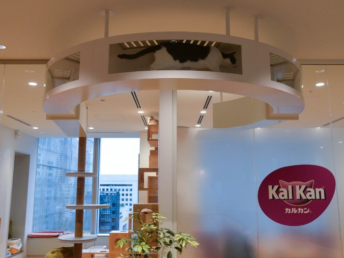 移動するちょび「会議が始まったみたい」