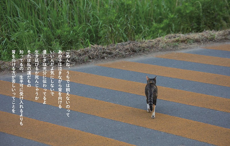 「猫から目線」（ＫＫベストセラーズ）より