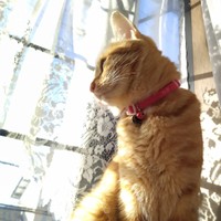 日差しを浴びて金色に光る被毛