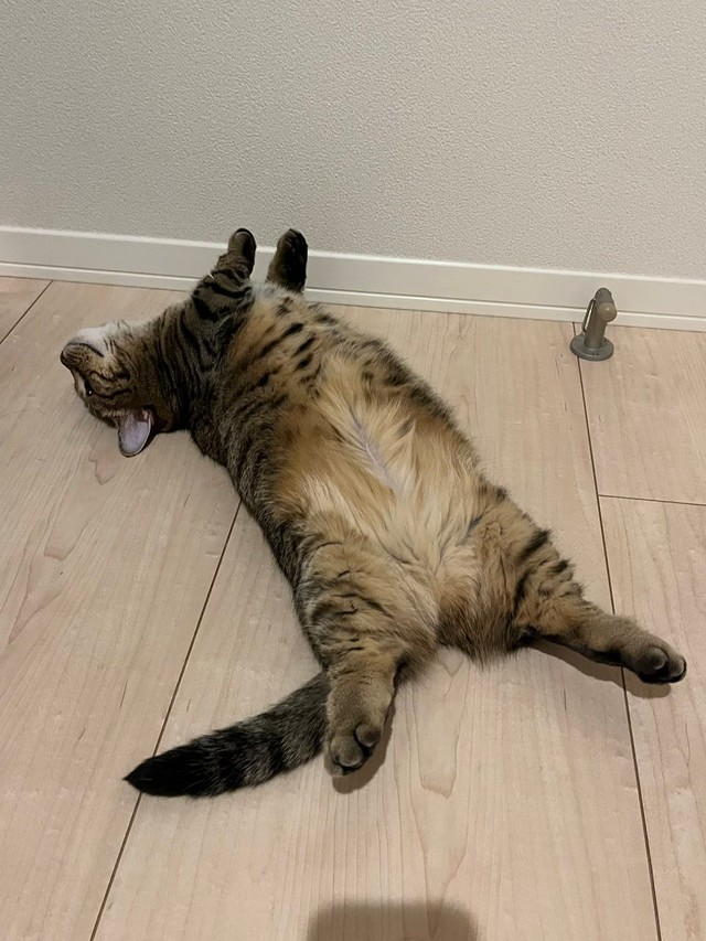 この伸びも可愛い＝もなさん（@monamofumofu）提供