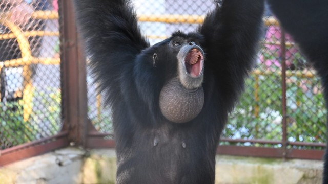 池田動物園　テナガザル＆キツネザルに興味をもって　特別イベントを開催　岡山市