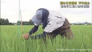 ほぼ平年並みに生育　宮城県各地で稲の生育調査