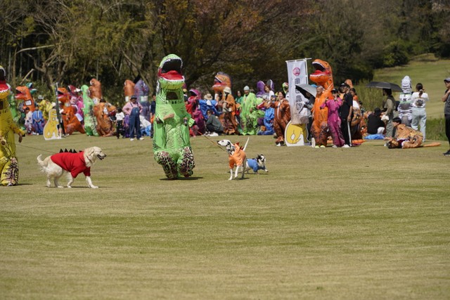 恐竜の衣装を着た犬たちの姿も／日本ティラノサウルス保存会（@TREXraceDAISEN）提供