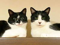 まるで１匹の猫のような２匹（左がちゃあちゃん、右がみぃちゃん）