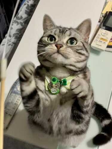 普段のこじゃる