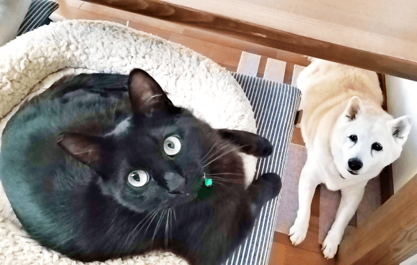 すっかり仲良しになった（左から）みいたろうくん、柴ねえさん（画像提供：くろねこ みいたろうさん）