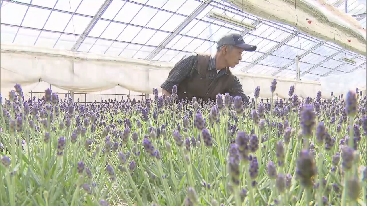 母の日のプレゼントに　ラベンダーの出荷が本格化　宮城・涌谷町