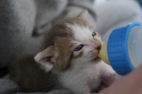 保護したころのレイくん。この頃はあまり食欲が無かった