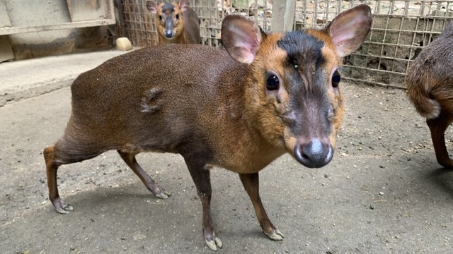 岡山市の池田動物園　キョンの「ぼたん」死ぬ