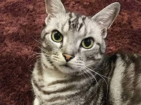 ちょっと、鳥さんが見えニャいんだけど！　アメショ「しぐれ」