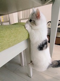 椅子にも上手に登るシロップちゃん（提供：シロップがあらわれたさん）