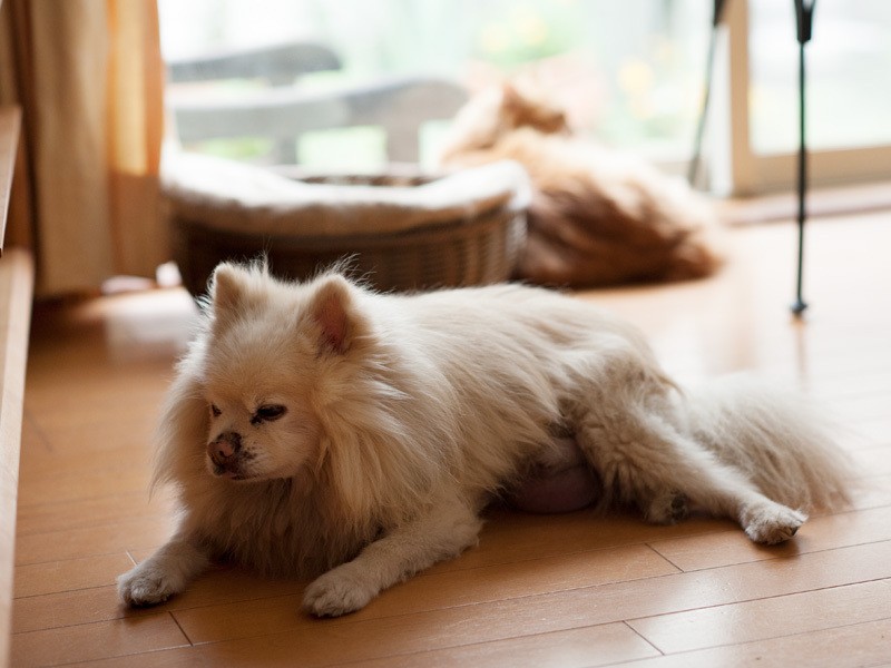 「ポメラニアンのソラです。僕は今回の話に出てこないんだって」（小林写函撮影）