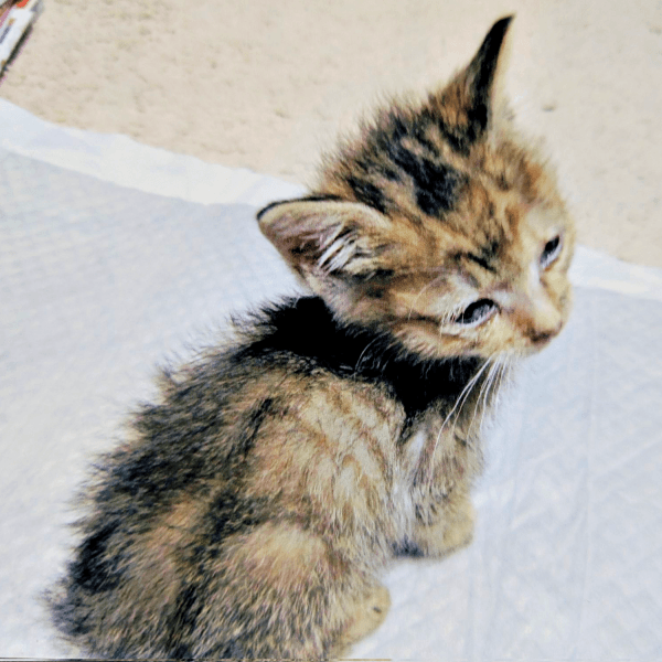 10年前、庭で保護した当時の彩月ちゃん（画像提供：彩月＆萌花にゃんさん）