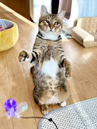 遊ぶの大好き！ 二足立ちになったあんずちゃん（画像提供：アシメEYEあんずさん）