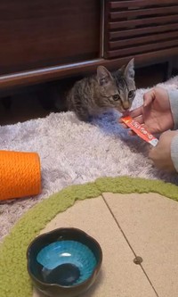 警戒しながら、猫用おやつを食べるナビくん