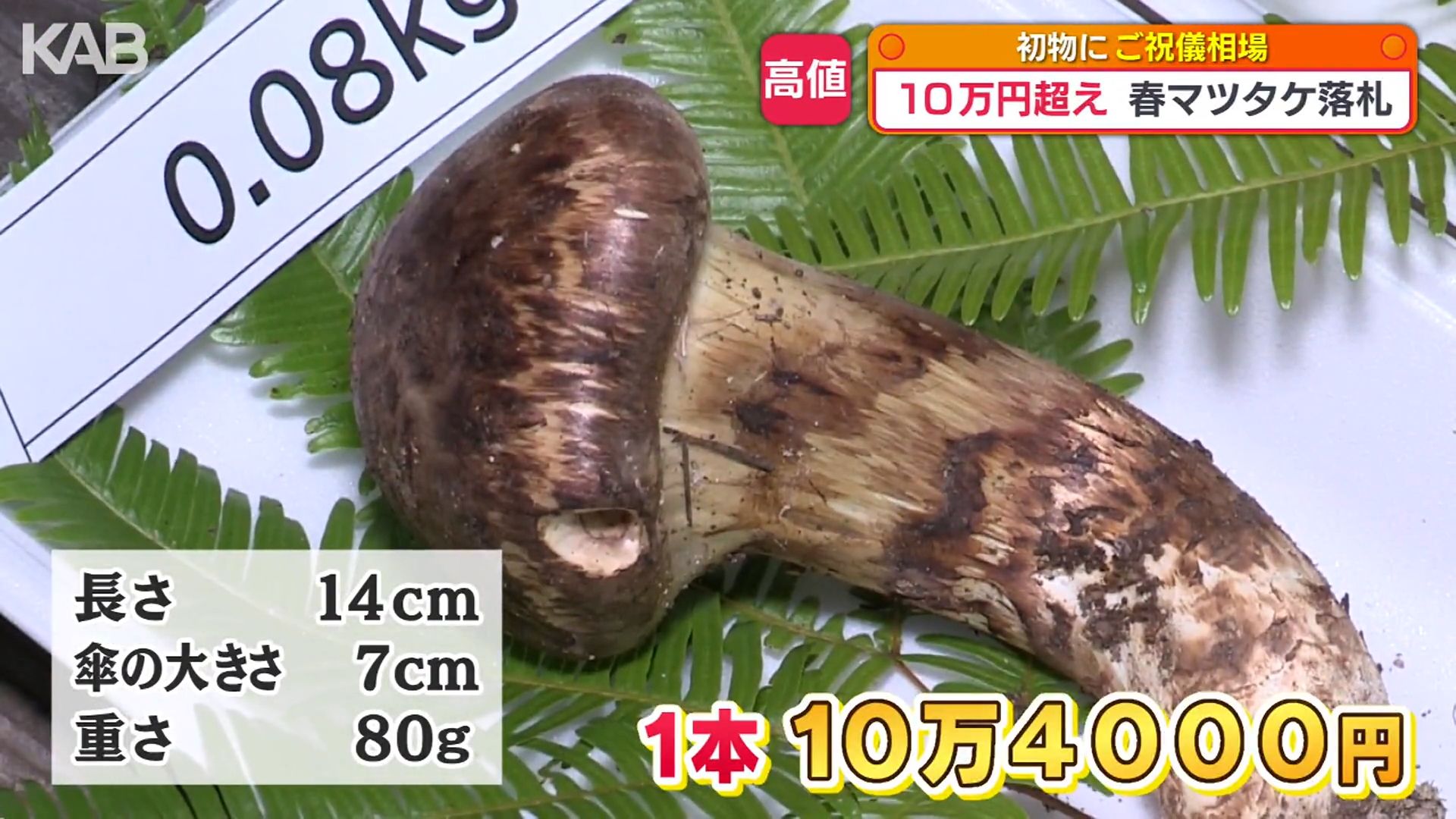 全国で最も早く収穫 「春マツタケ」80グラムに10万円超の高値!(1 全国で最も早く収穫 「春マツタケ」80グラムに10万円超の高値!(1