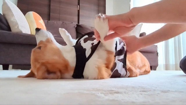 完全に無抵抗な姿（※動画よりキャプチャ、画像提供：こまち@彩さん）
