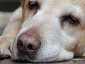 家族として見送りたい　いまどき犬の葬儀事情