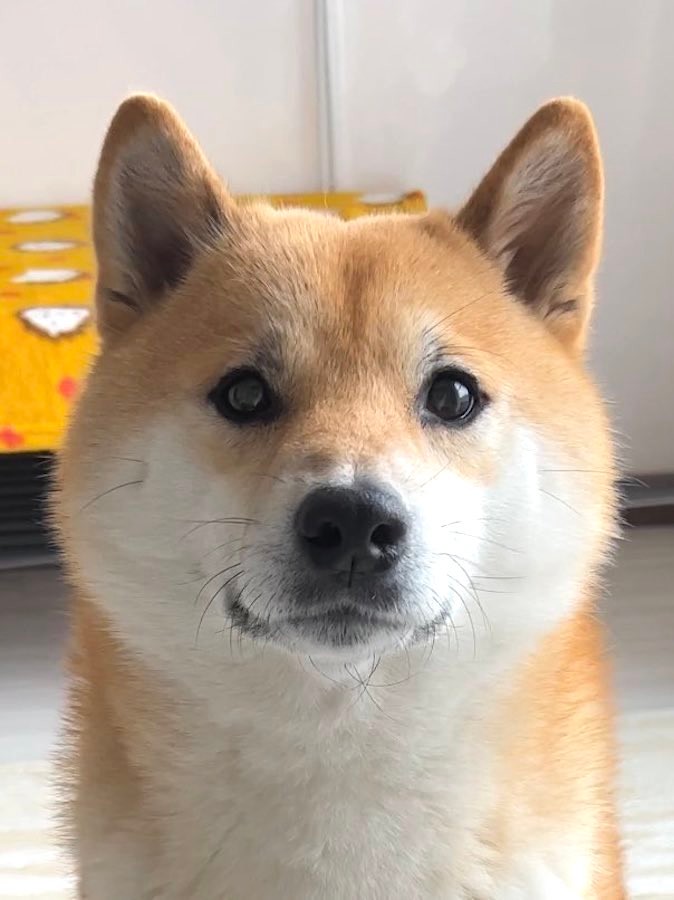 柴犬「ハンガー？知りませんね」漫画みたいな顔でとぼける犬さんに